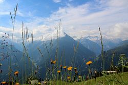 Alpenwiese