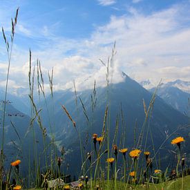 Alpine meadow by FotovanHenk
