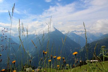 Alpine meadow by FotovanHenk