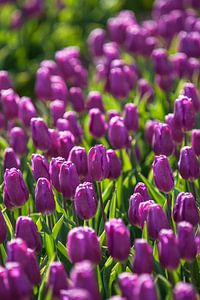 Violettes Zwiebelfeld mit blühenden Tulpen