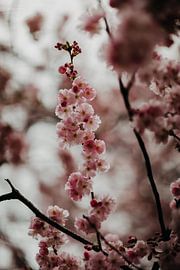 Pink cherry blossom by Yvette Baur