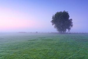 Prairie et arbre brumeux