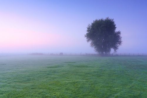 Mist weiland en boom