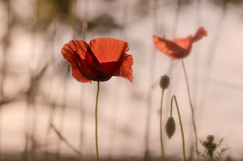 Mohnblumen im Gegenlicht