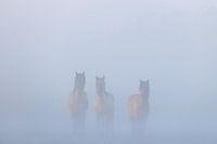 Konik horses in the fog on a beautiful foggy spring morning in the national park Lauwersmeer