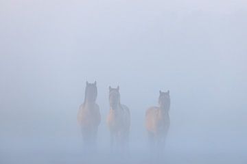 Konikpaarden in de mist op een mooie mistige lente ochtend in het nationaal park Lauwersmeer van Bas Meelker