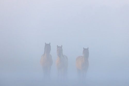 Konikpaarden in de mist op een mooie mistige lente ochtend in het nationaal park Lauwersmeer
