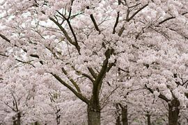 Japanese Cherry Blossom by Charlene van Koesveld