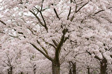Japanese Cherry Blossom by Charlene van Koesveld