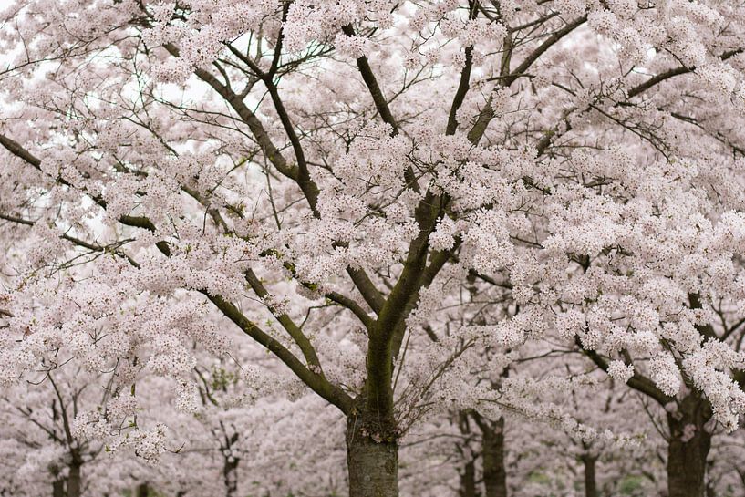  Japanische Kirschblüte von Charlene van Koesveld