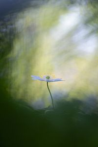 Wood anemone: enchanting spring flower