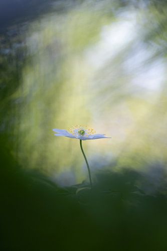 Spotlight!