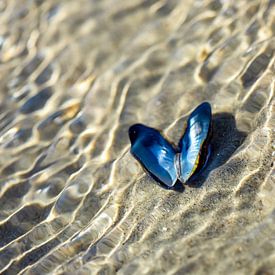 Mossel in zee als vlinder of hart van Sia Windig