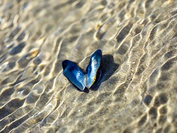 Mossel in zee als vlinder of hart