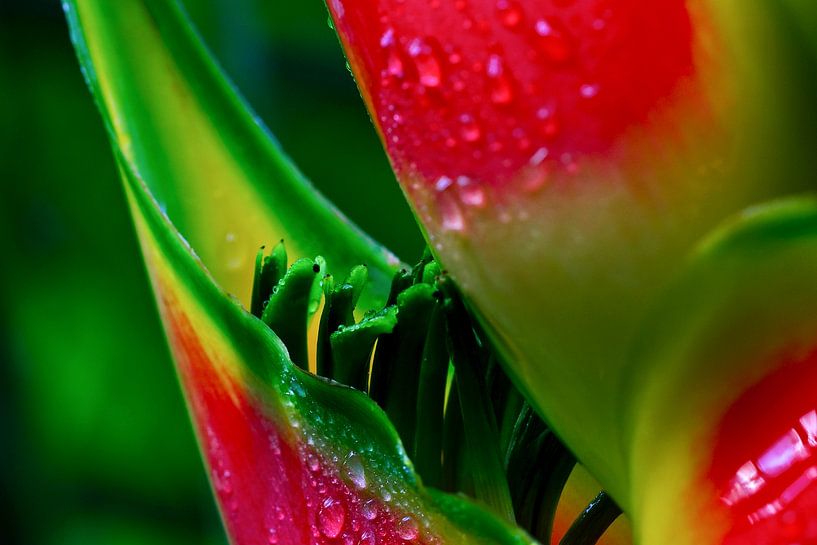 Red 2 by Colors of the Jungle by Simon Kuyvenhoven