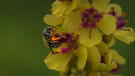 Graue Sandbiene – Andrena vaga auf einer Schwarzen Fackelblume