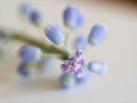 Blauw druifje