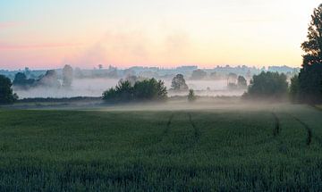 Vroege ochtend in het mistige veld van Yevgen Belich