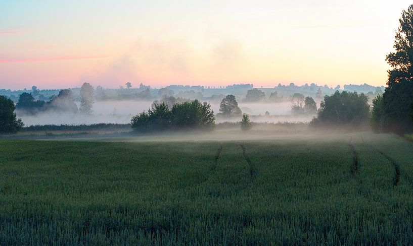 Early morning in the foggy field by Yevgen Belich