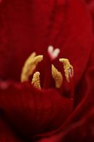 Alles Gute zum Valentinstag