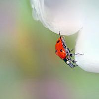 Beetle