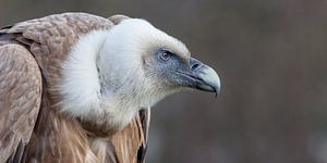 Portrait d'un vautour fauve