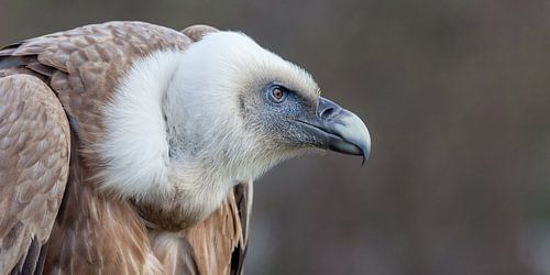 Portret van een vale gier.