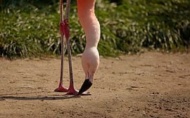 Flamingo van Frank Smedts