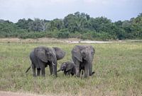Elephant family, Zambia
