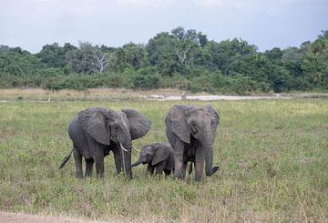 Famille d'éléphants, Zambie sur Katinka Mann