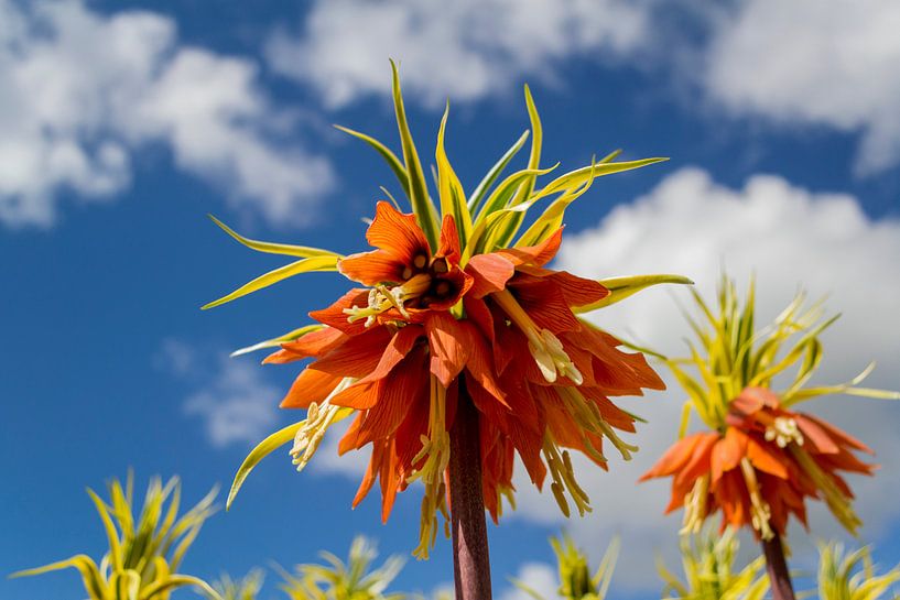 Couronne impériale orange par Nathalie Doesburg