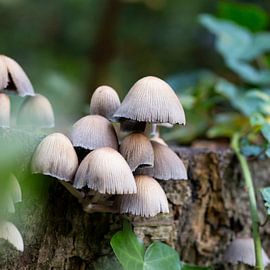 Mushrooms by Suzanne van Saase