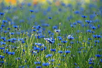Dance of the Cornflower.