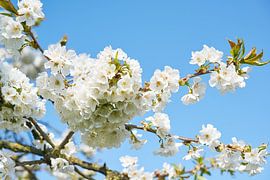 Pear blossom in spring by Fred Roest
