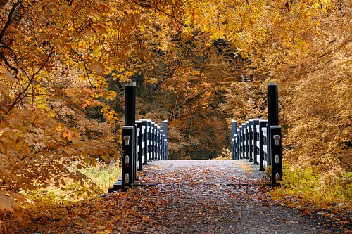 Amsterdam forest in autumn
