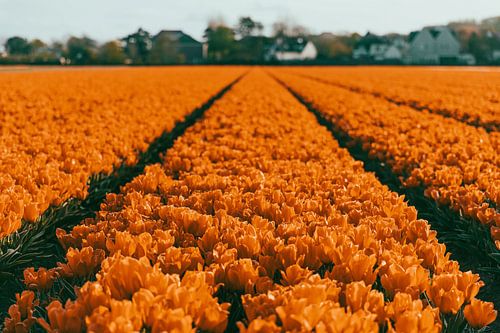 Oranje tulpenvelden in Noordwijk
