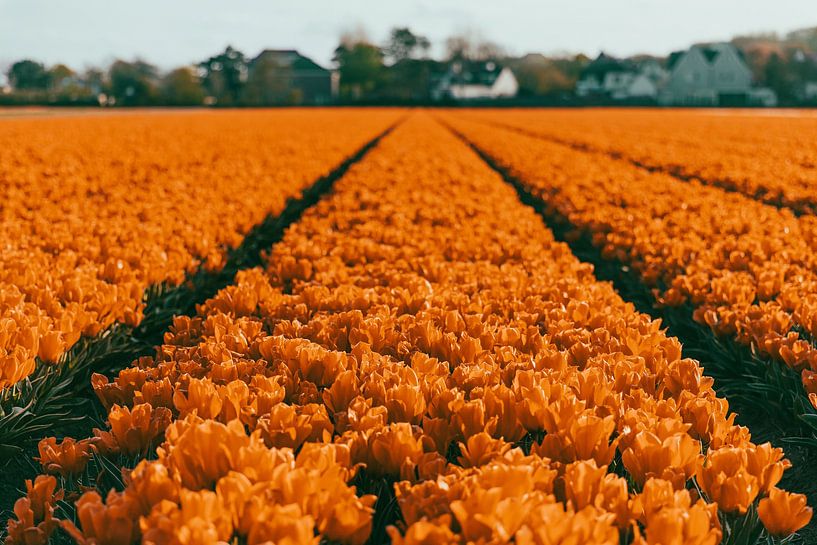 Orange tulip fields in Noordwijk by Yanuschka | Fotografie Noordwijk