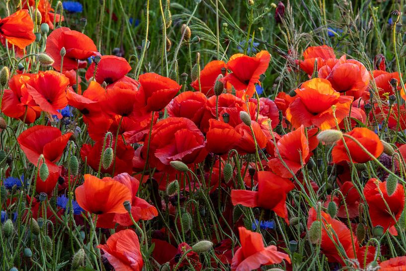 blooming red poppy von Winne Köhn