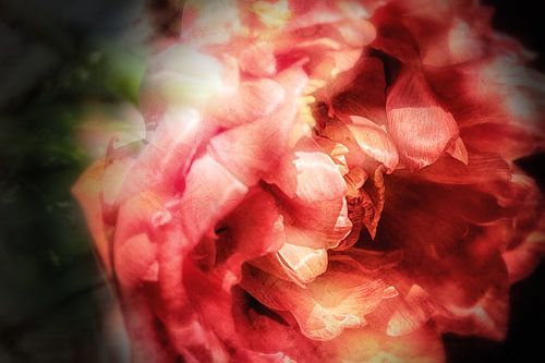 Betoverende papegaaitulp