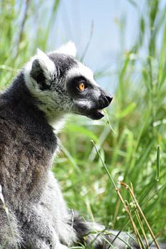 Ein Lemur genießt den warmen Sonnenschein
