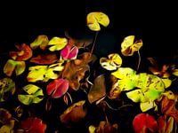 Waterlelieblad -lelieblad