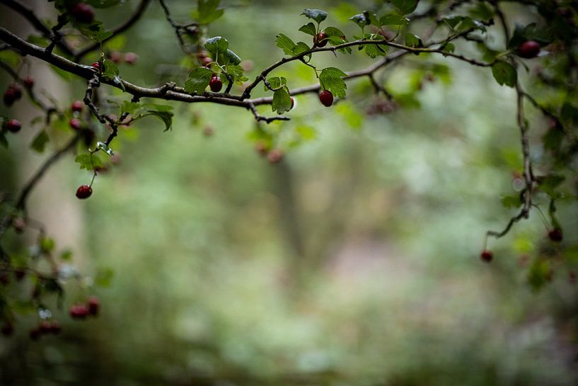 Doorkijkje in het bos van Yvonne van den Hatert