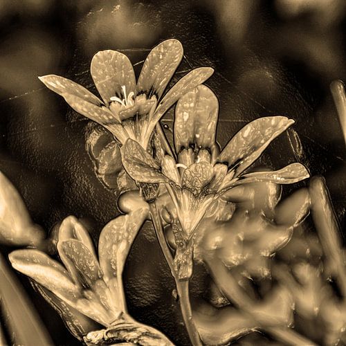 Digital Art Medium Bloemen Sepia