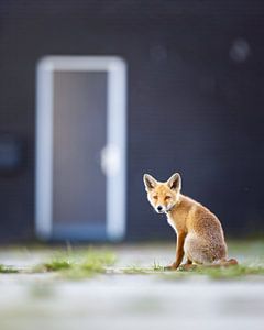 fox