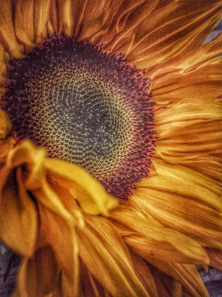sunflower by Creativiato Shop