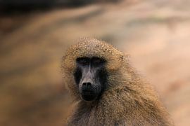 Monkey portrait by Larsphotografie