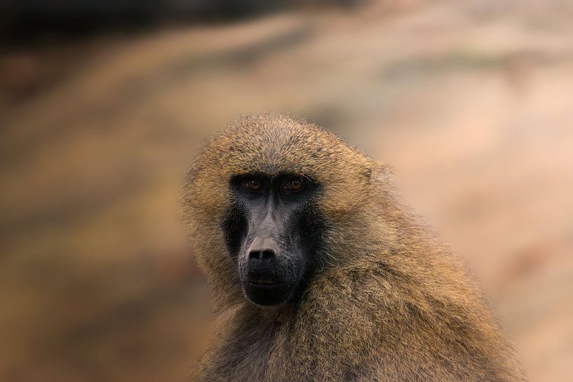 Monkey portrait by Larsphotografie