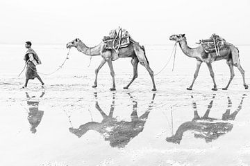 Zout van de Afar | Kamelen in Ethiopië van Photolovers reisfotografie