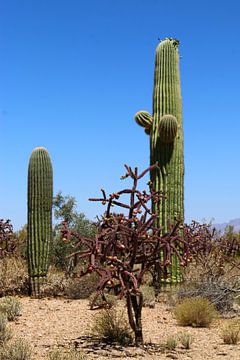 Wüste Sonora Kakteen - Sonoran Desert Cacti van Christiane Schulze