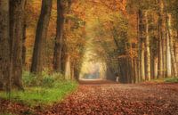 Ruiter in het bos